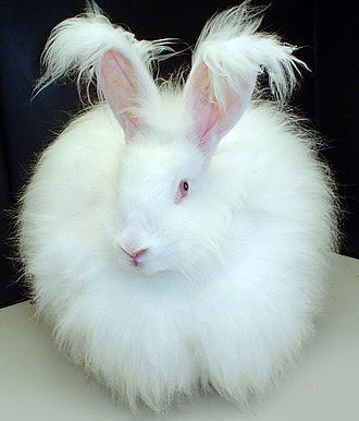 Angora